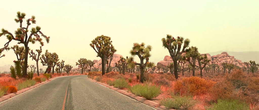 ADG Employees Molly and Ally Explore the National Parks! - Part #2