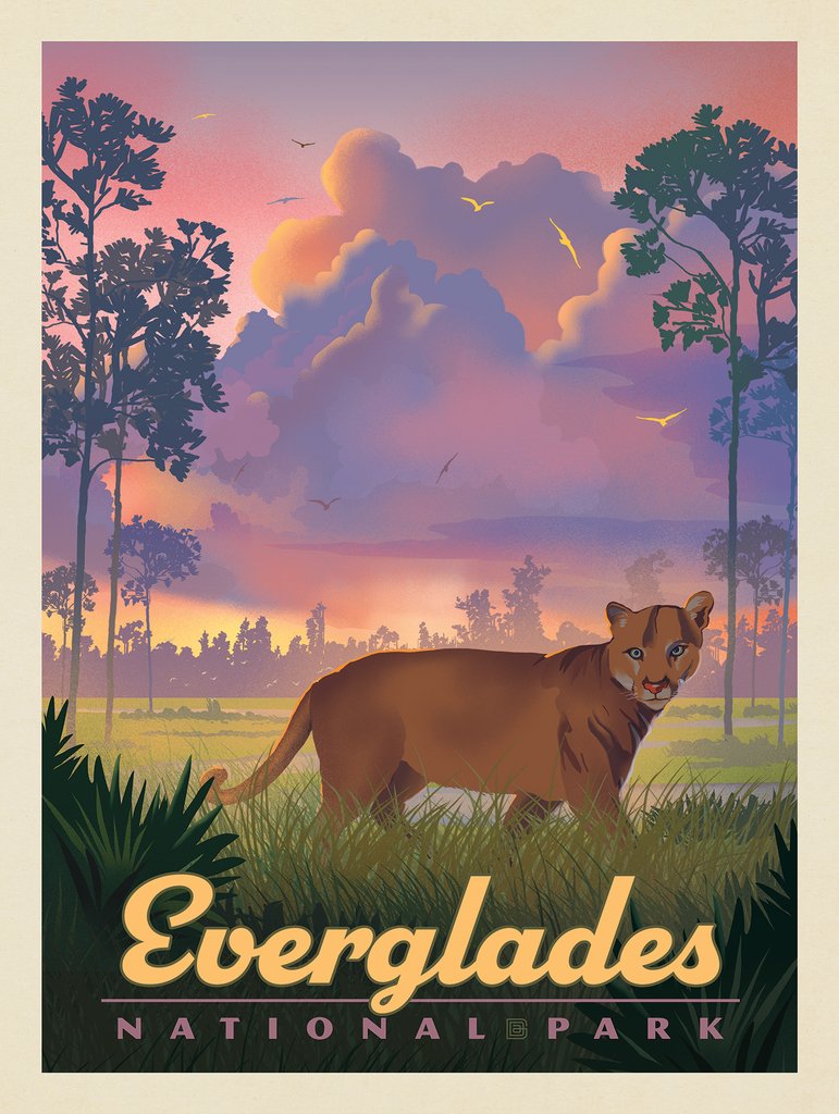 Everglades National Park: Cat In The Grass - Art Print - Artwork