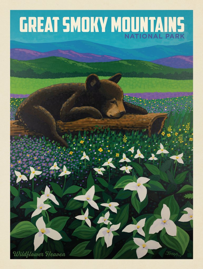 Great Smoky Mountains National Park: Wildflower Heaven - Canvas - Artwork