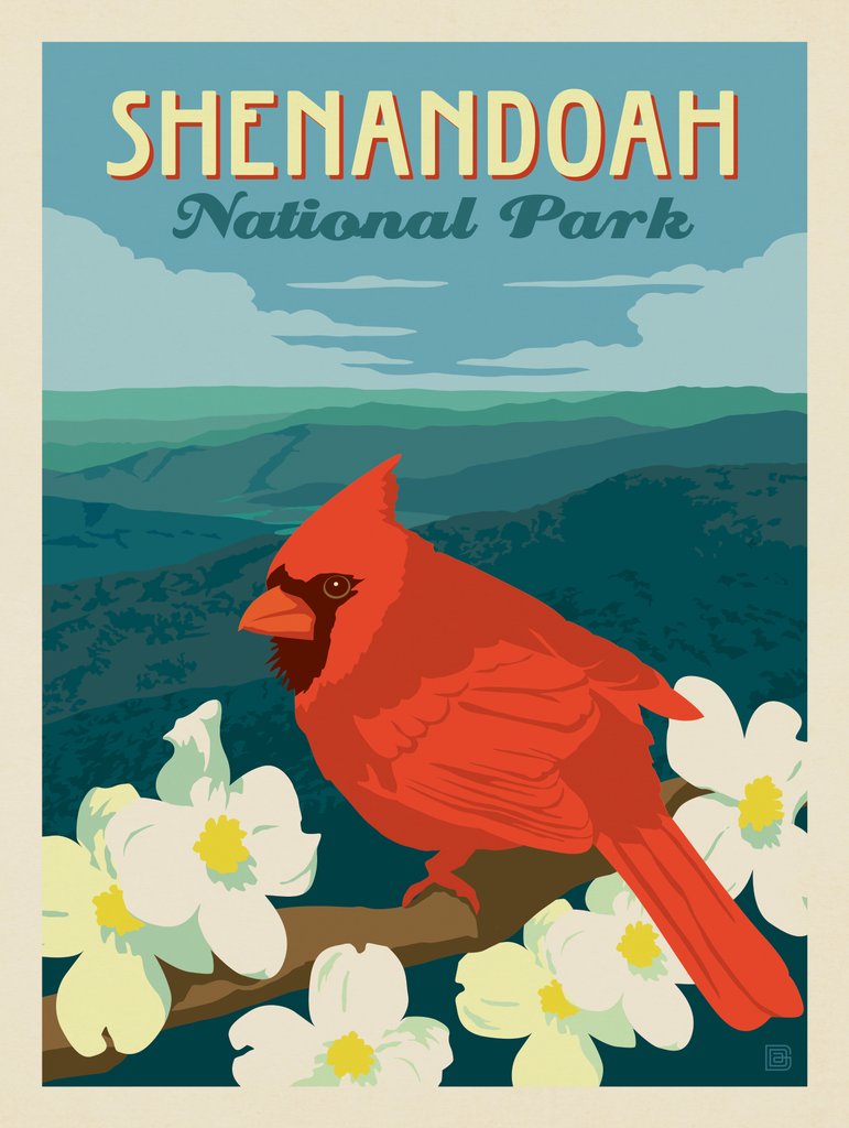Shenandoah National Park: Cardinal On Dogwood - Canvas - Artwork