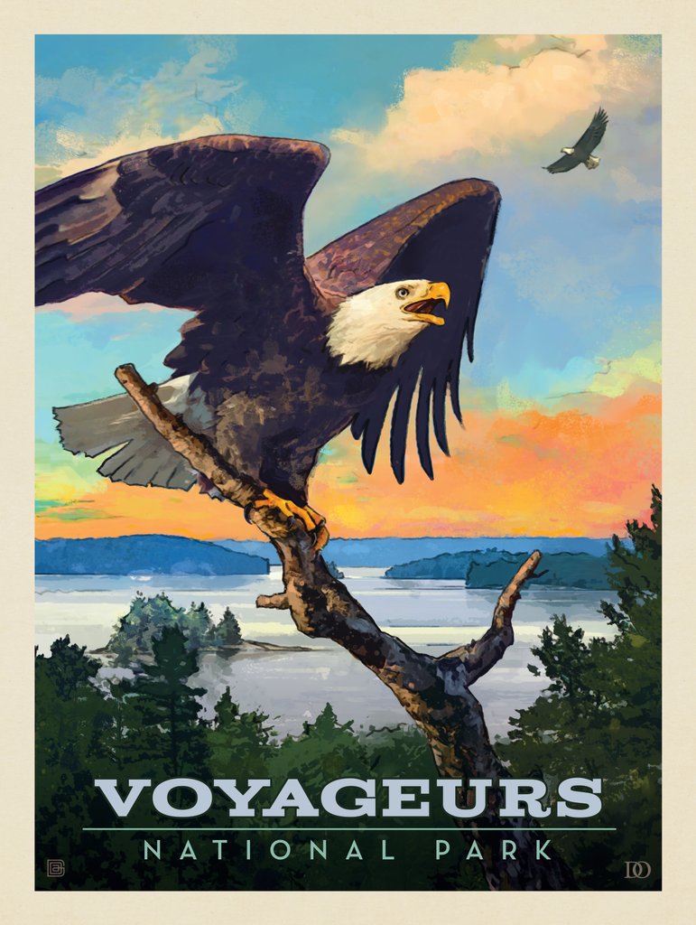 Voyageurs National Park: Bald Eagle - Postcards - Artwork