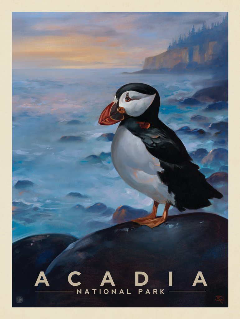 Acadia National Park: Puffin-KC - Notecards - Artwork