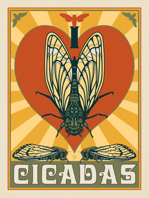 I Love Cicadas