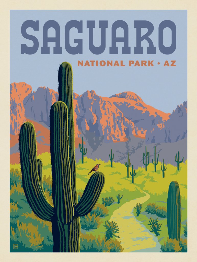 Saguaro National Park: Cactus Wren - Notecards - Artwork