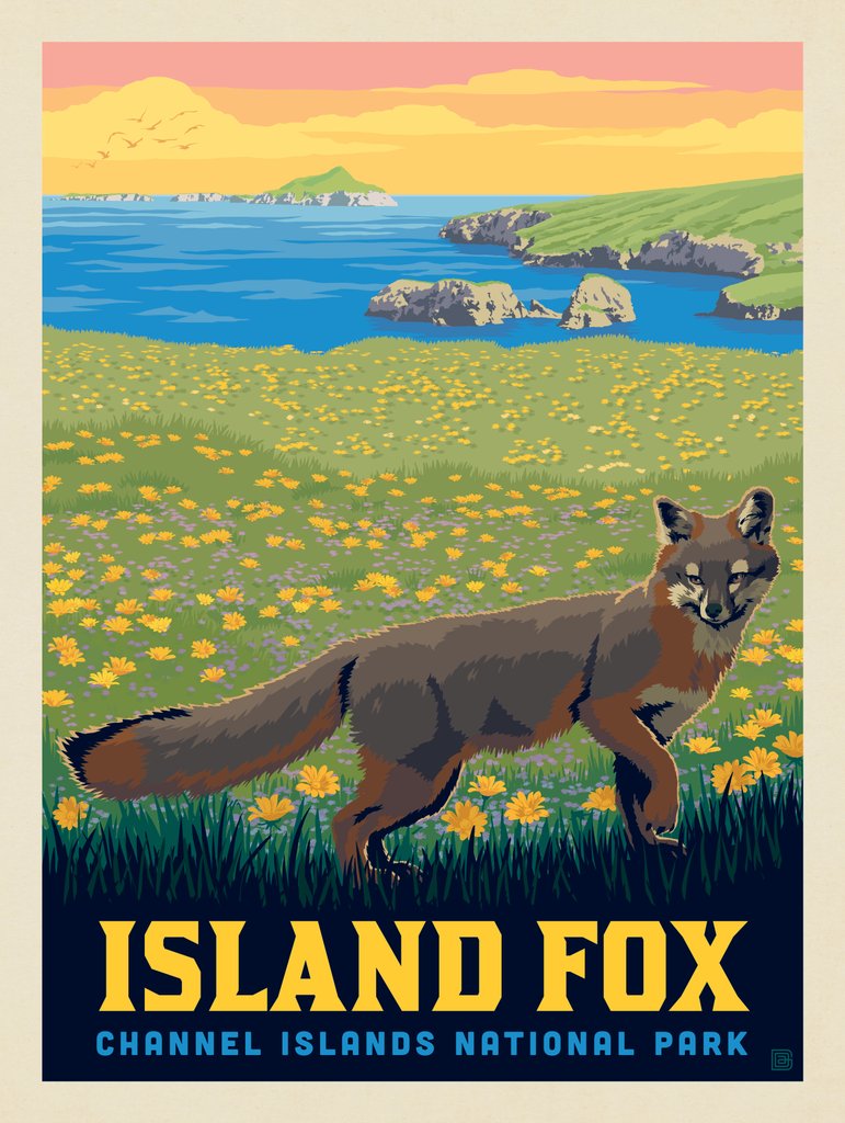 Channel Islands National Park: Island Fox - Notecards - Artwork
