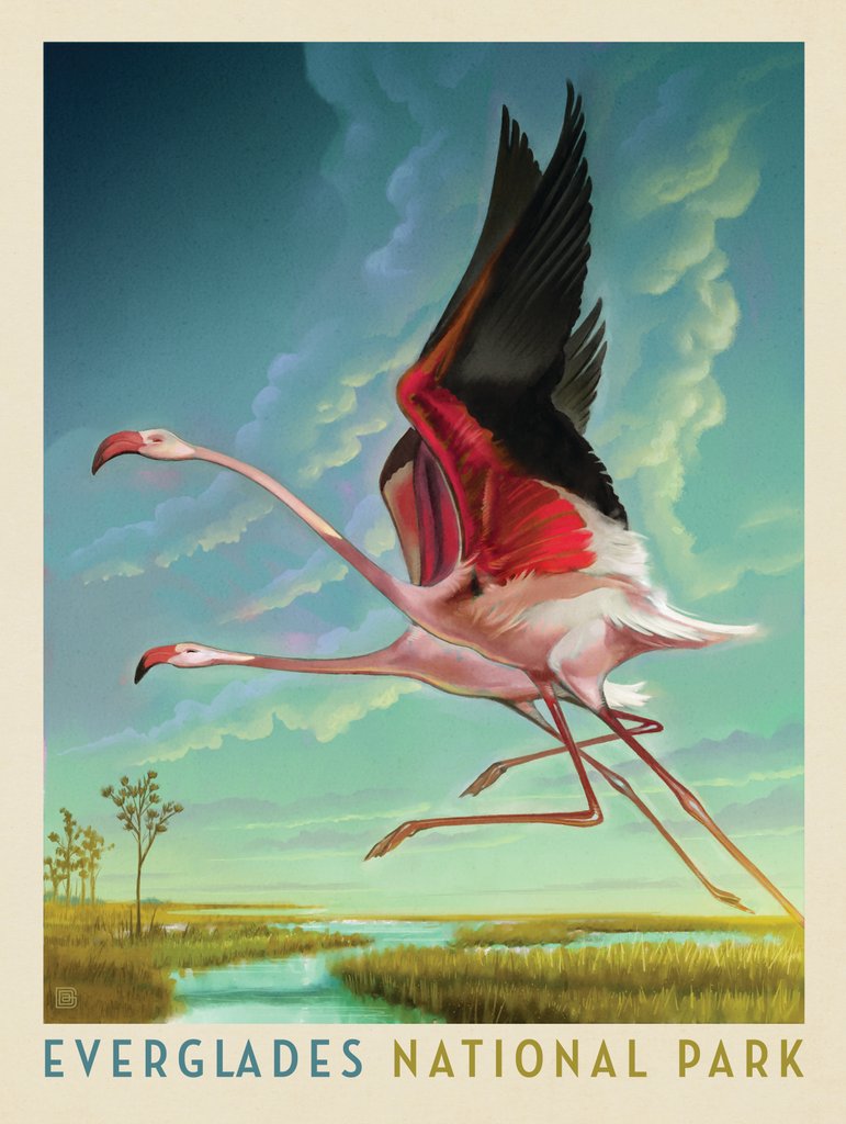 Everglades National Park: Flight Of The Flamingos - Canvas - Artwork
