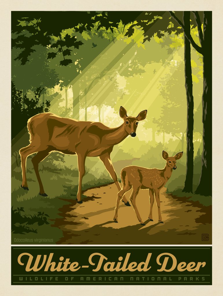 National Parks Wildlife: White-Tailed Deer - Canvas - Artwork