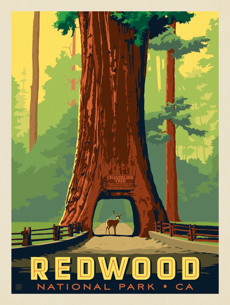Redwood National Park: Chandelier Tree - Notecards - Artwork