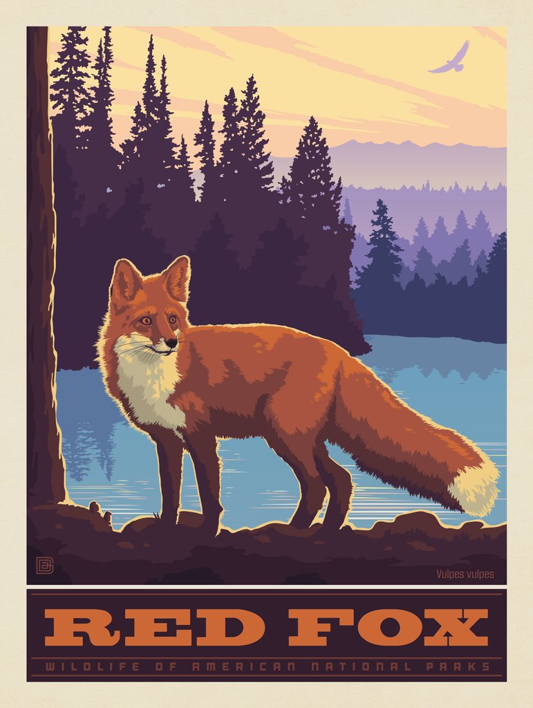 National Parks Wildlife: Red Fox - Postcards - Artwork