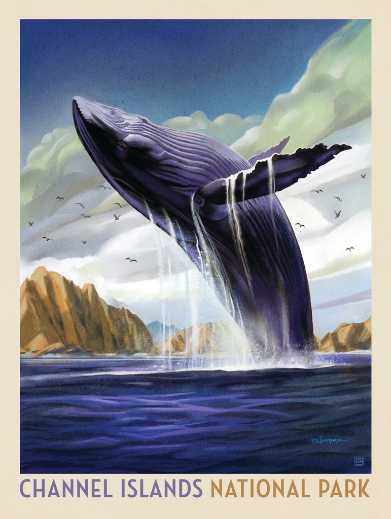 Channel Islands National Park: Breaching Whale - Notecards - Artwork