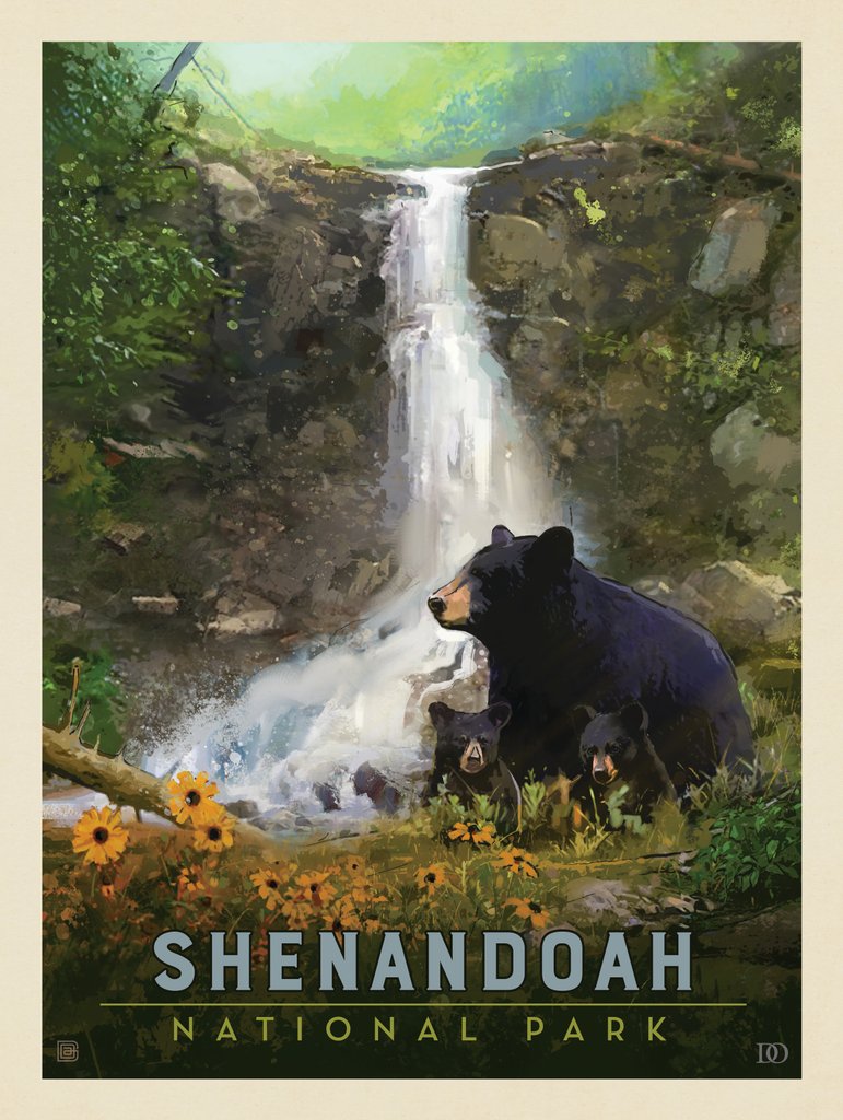 Shenandoah National Park: Bear Family - Postcards - Artwork