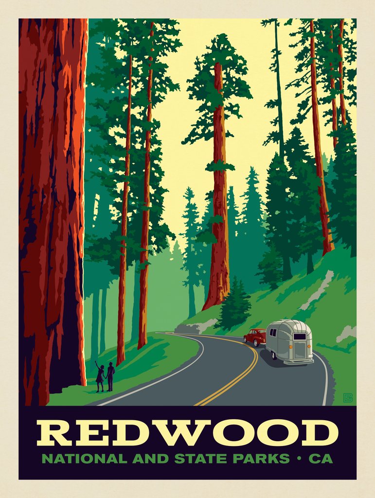 Redwood National And State Parks: Scenic Drive - Canvas - Artwork