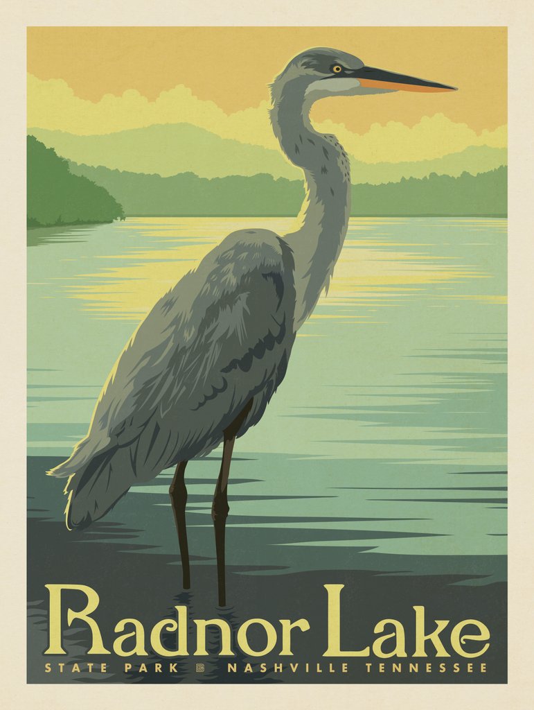 Radnor Lake: Blue Heron - Art Print - Artwork