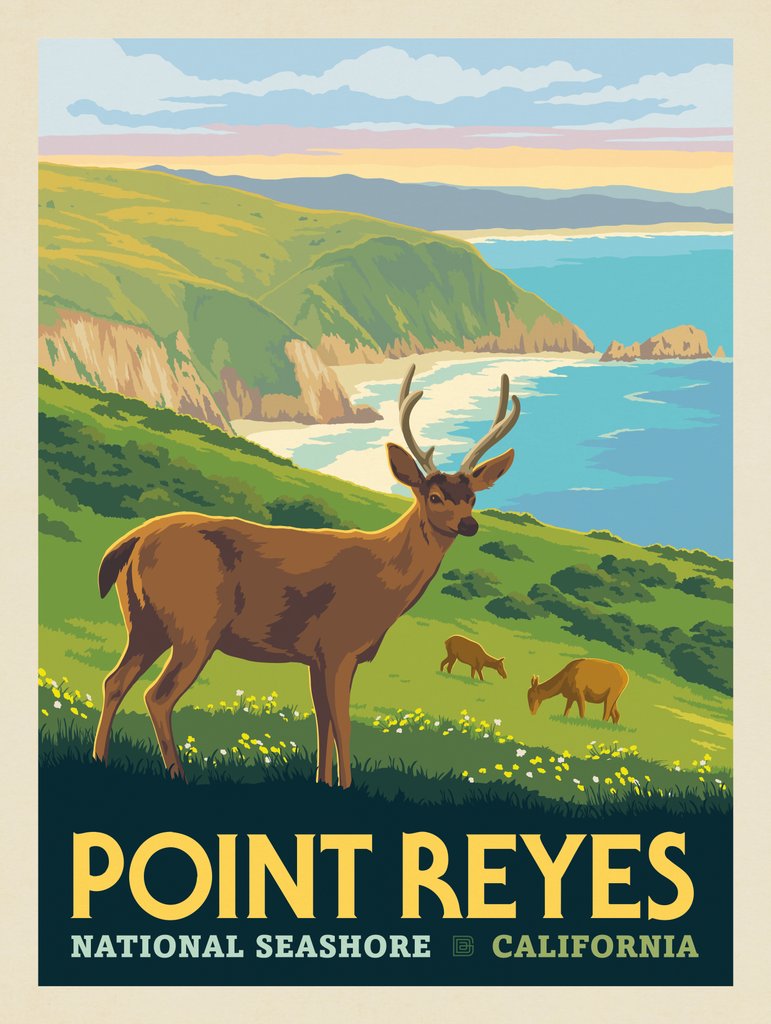 Point Reyes National Seashore, CA: Coastal Elk - Canvas - Artwork