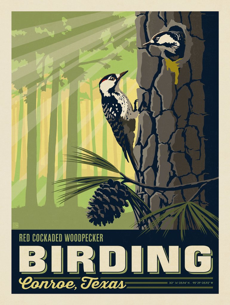Conroe, TX: Birding - Art Print - Artwork
