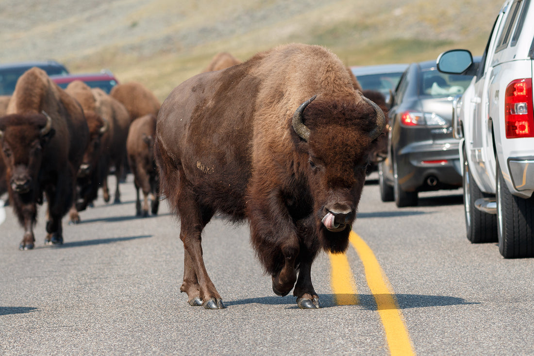 Road Trip! - National Park Adventures Near YOU