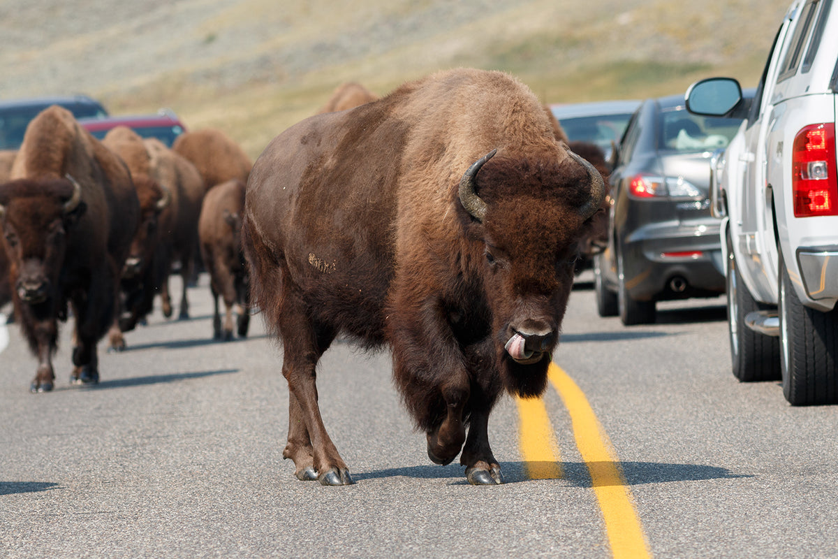 Road Trip! - National Park Adventures Near YOU