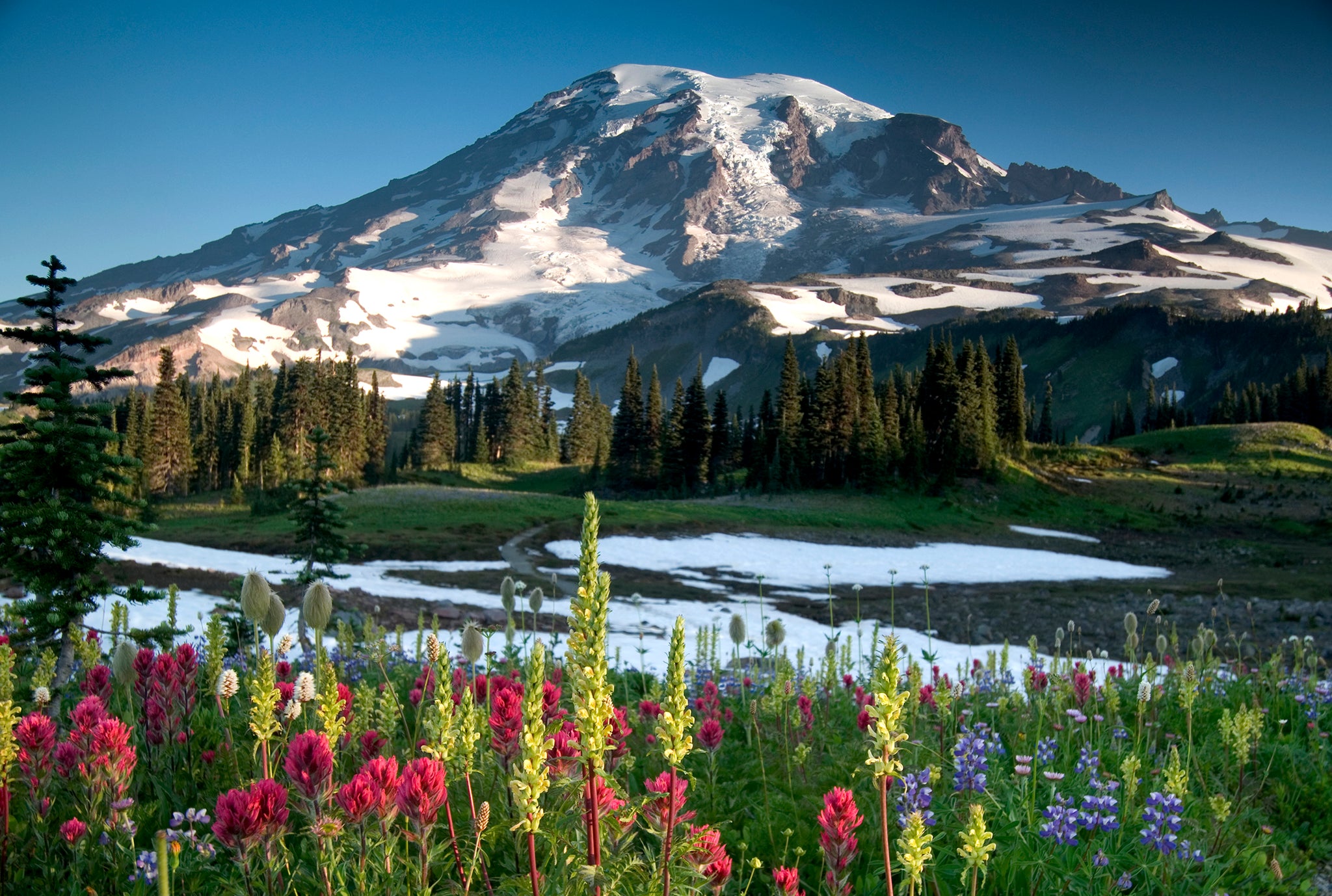 The 5 Best National Parks to Visit During Wildflower Season