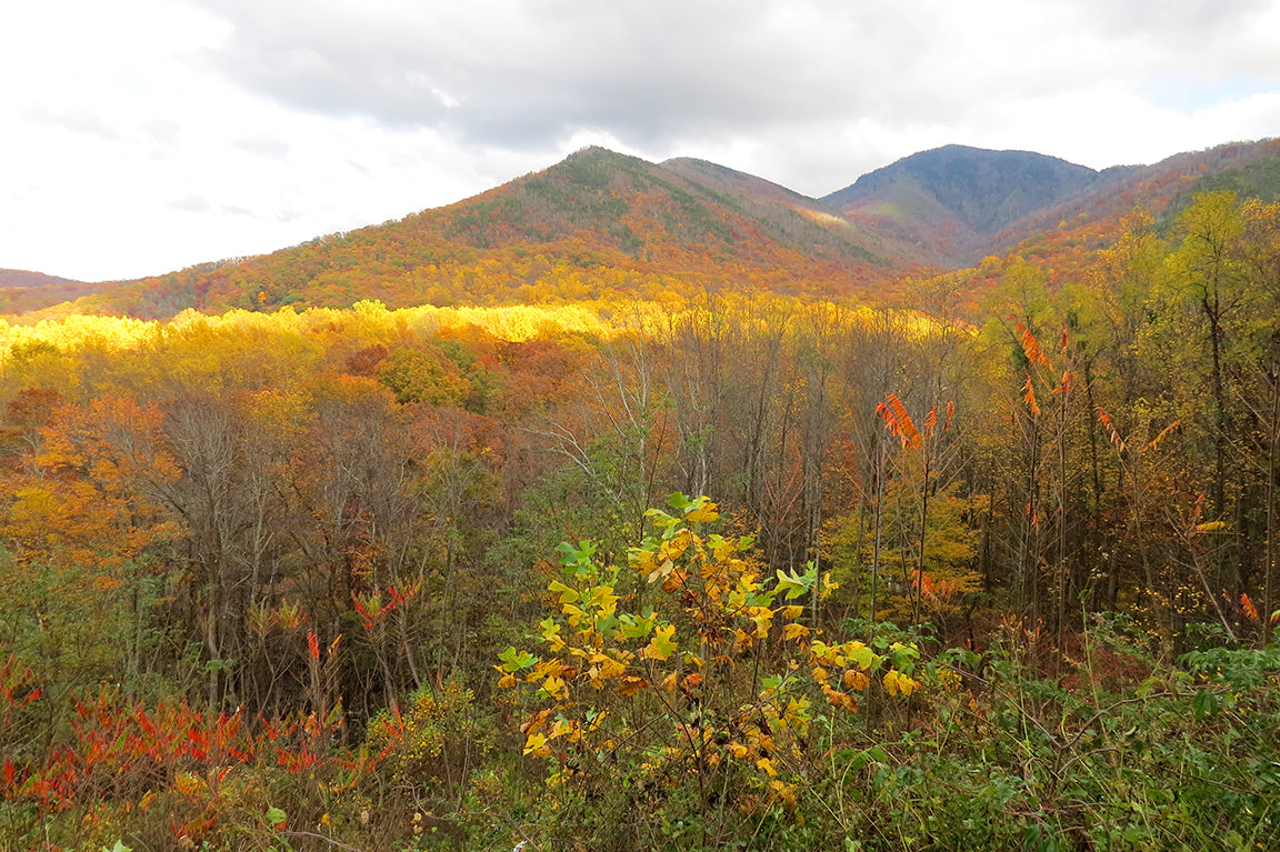 Enjoying Fall Colors in Great Smoky Mountains National Park