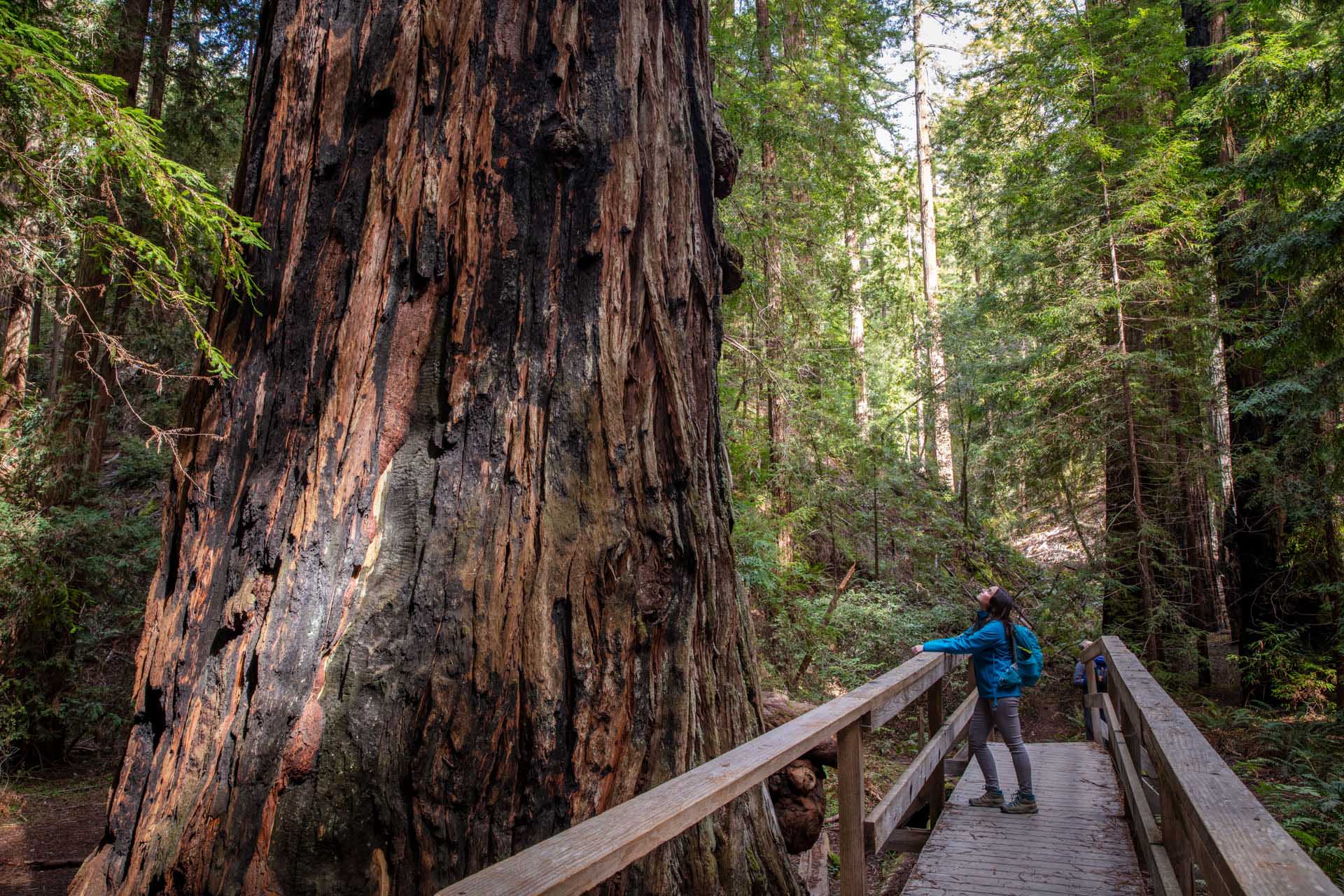 Anderson Design Group Interviews Save the Redwoods League!