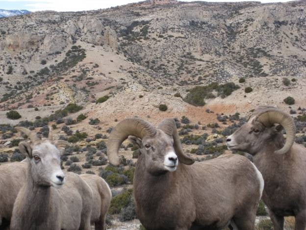 Anderson Design Group Interviews Western National Parks Association!