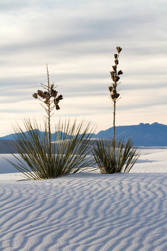 White Sands National Park - 2020's Newest Addition to the Park Roster!