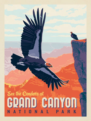 Grand Canyon National Park: Condors
