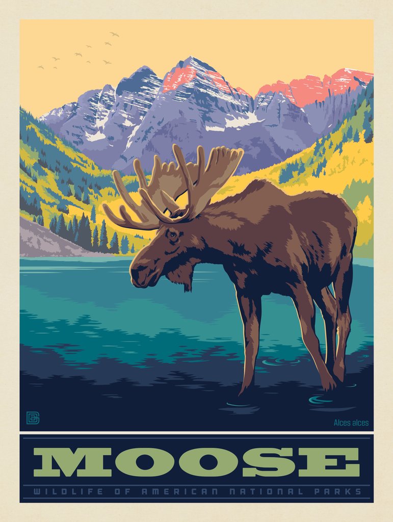 National Parks Wildlife: Moose - Notecards - Artwork