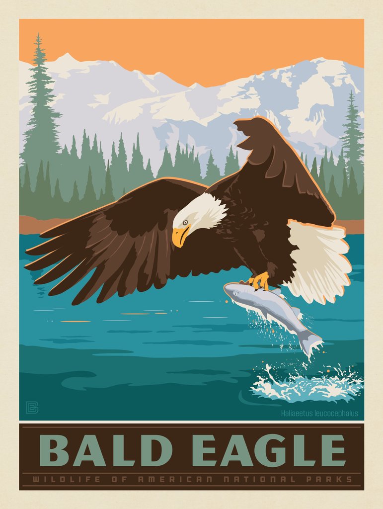 National Parks Wildlife: Bald Eagle - Art Print - Artwork