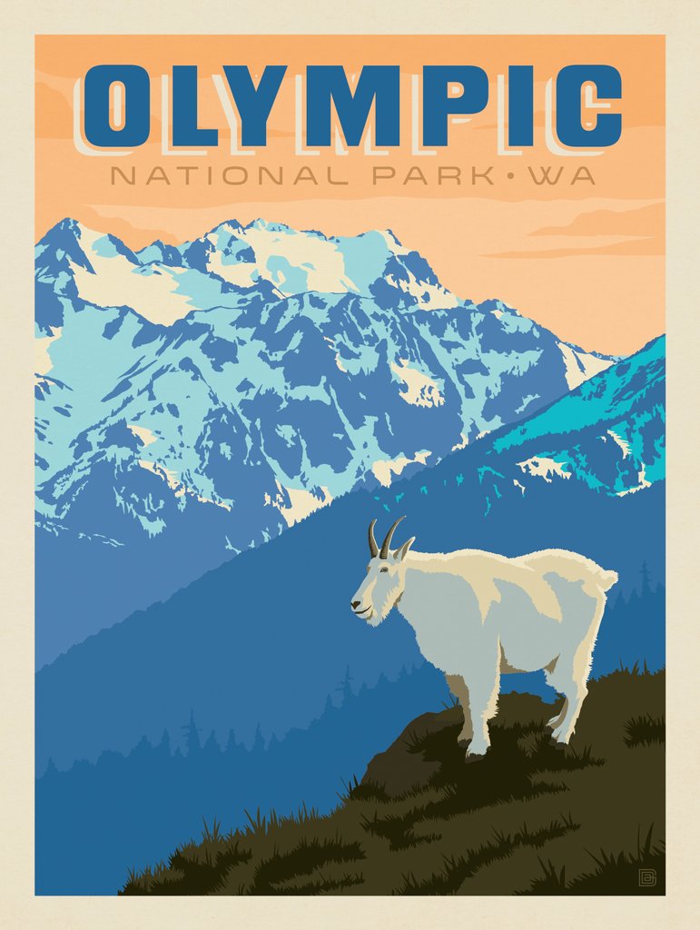 Olympic National Park: Mountain Goat - Canvas - Artwork
