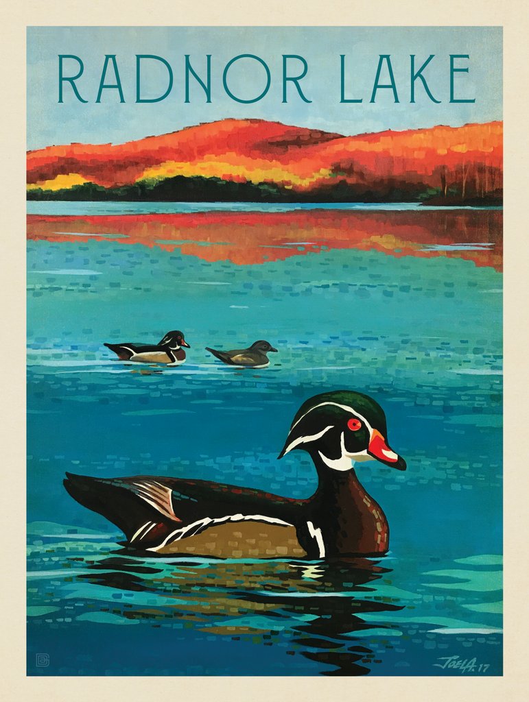 Radnor Lake: Wood Duck - Canvas - Artwork
