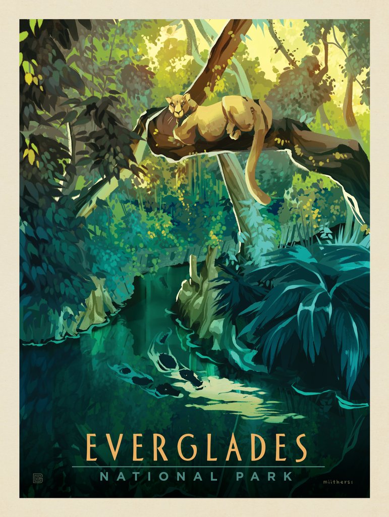 Everglades National Park: Florida Panther - Art Print - Artwork