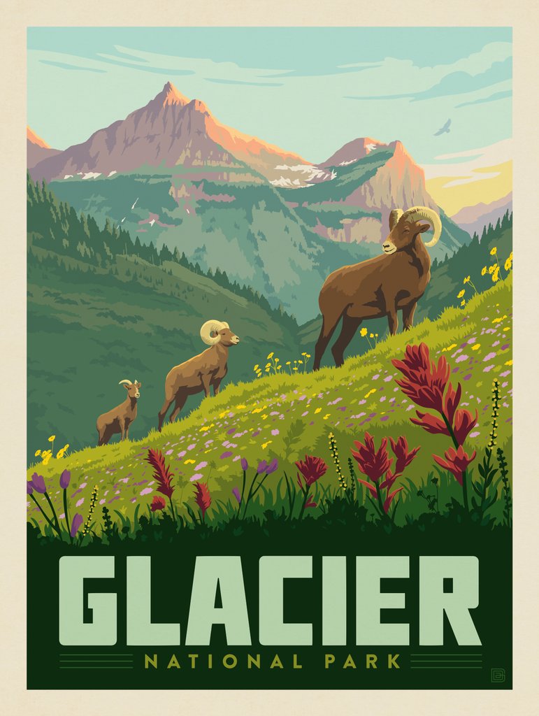 Glacier National Park: Bighorn Sheep - Art Print - Artwork