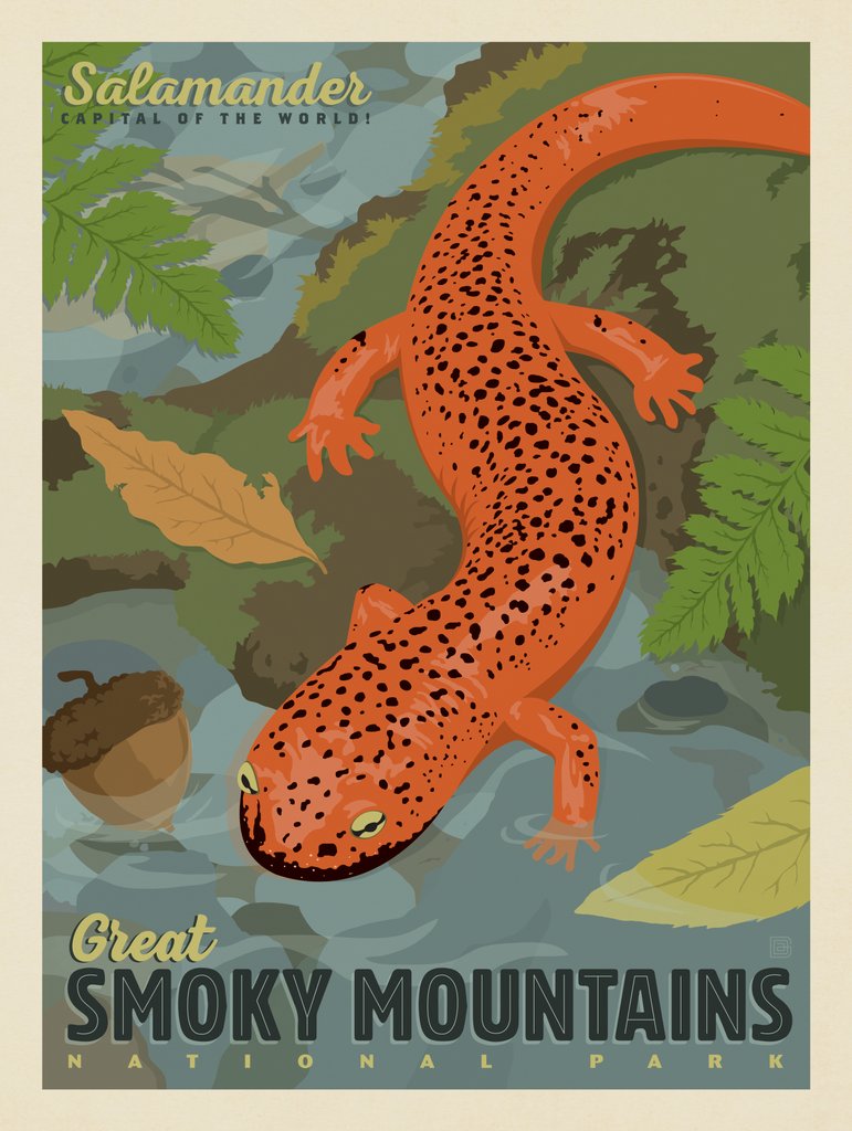 Great Smoky Mountains National Park: Salamander - Notecards - Artwork