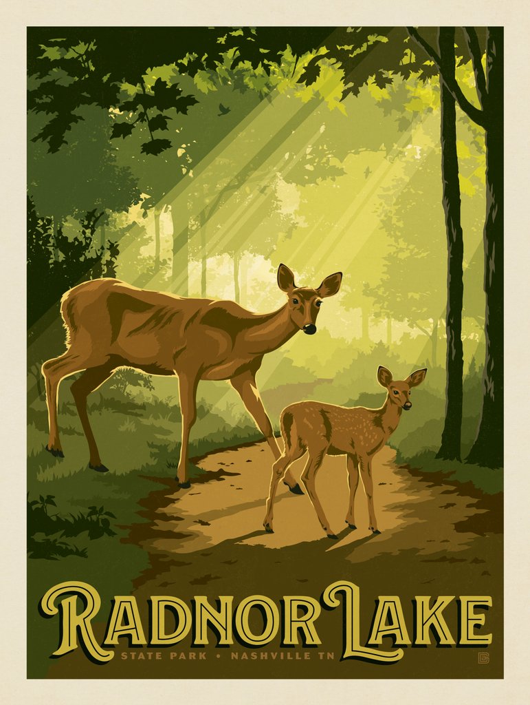 Radnor Lake: Deer - Notecards - Artwork