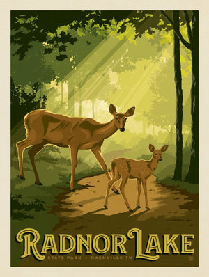 Radnor Lake: Deer