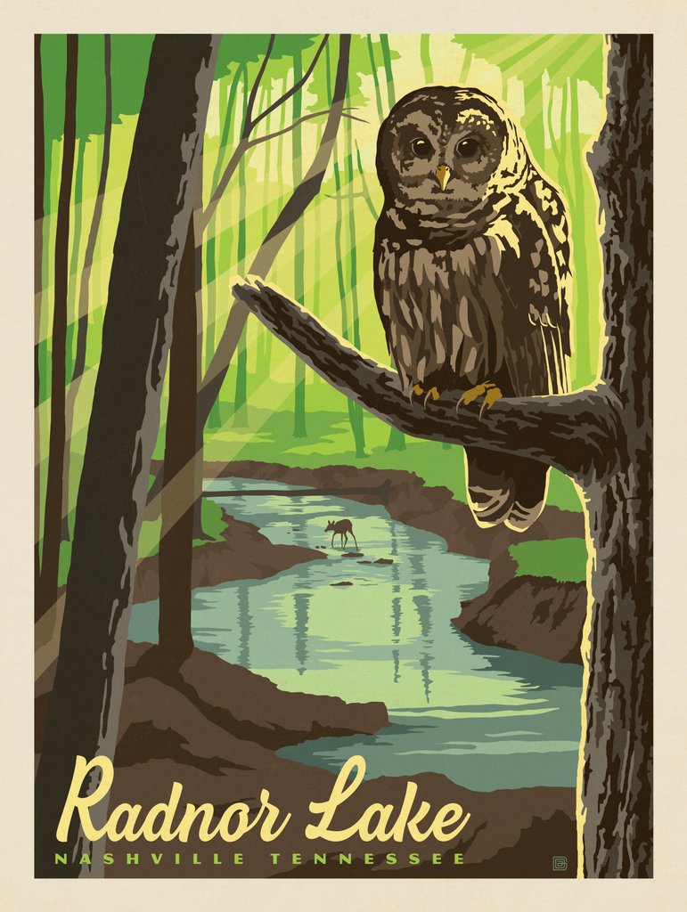 Radnor Lake: Owl - Art Print - Artwork