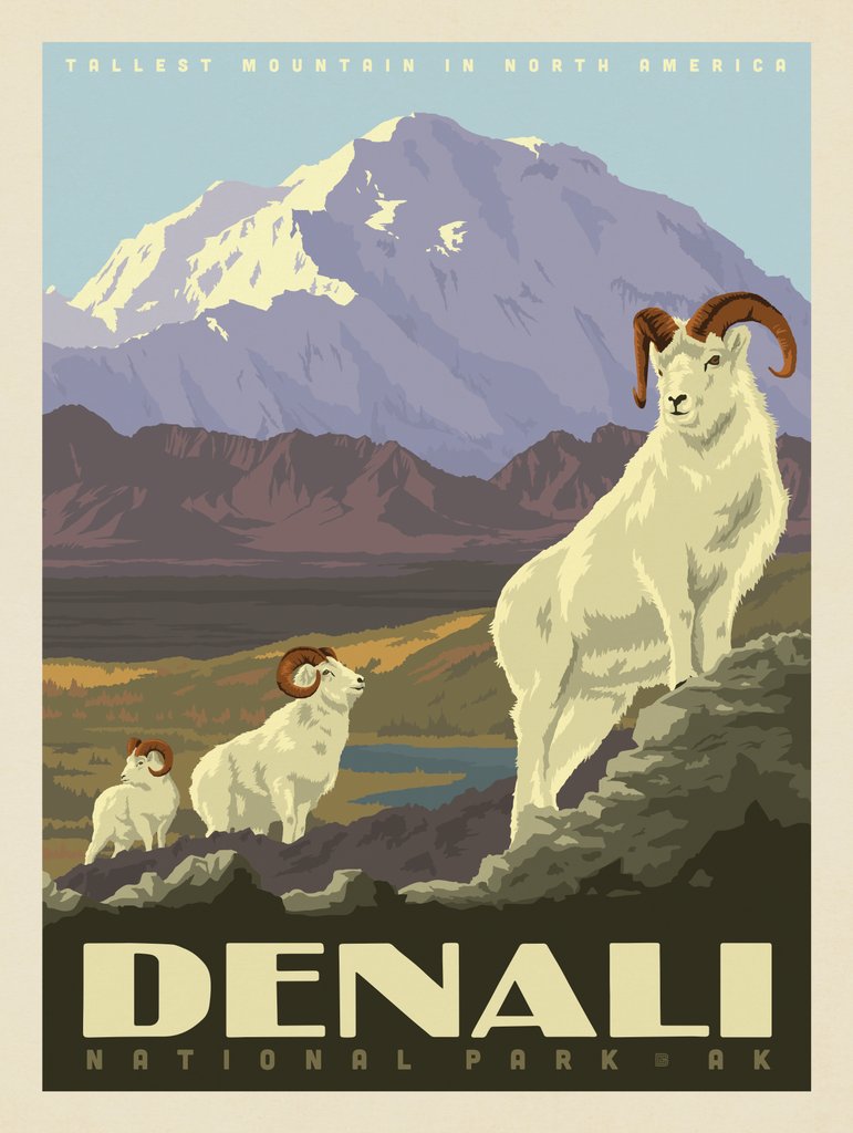Denali National Park: Dall Sheep - Art Print - Artwork