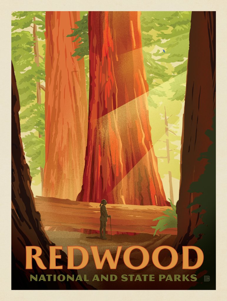 Redwood National And State Parks: Sun Beams - Postcards - Artwork