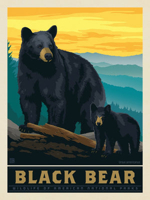 National Parks Wildlife: Black Bear