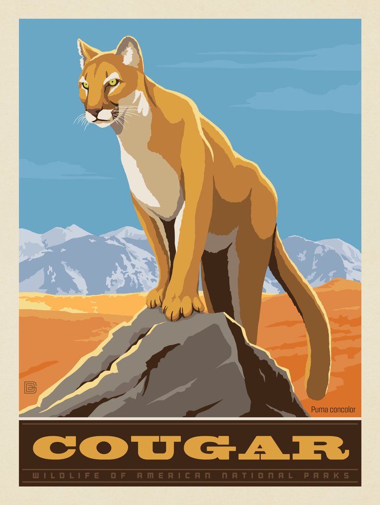 National Parks Wildlife: Cougar - Postcards - Artwork