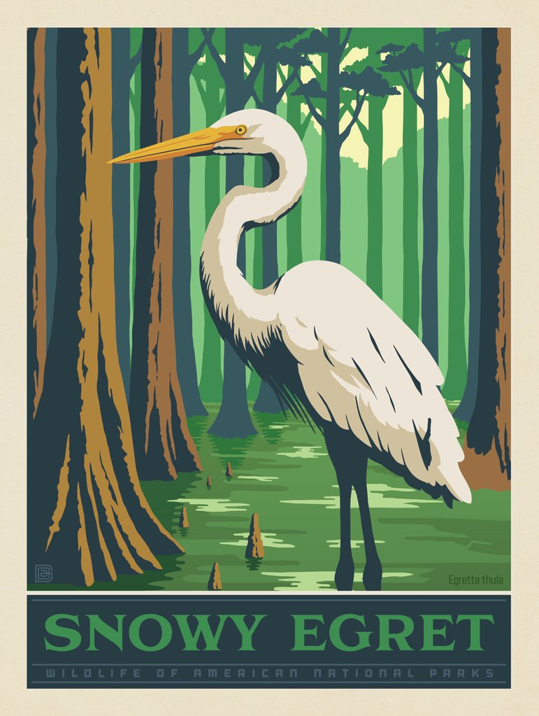National Parks Wildlife: Snowy Egret - Art Print - Artwork