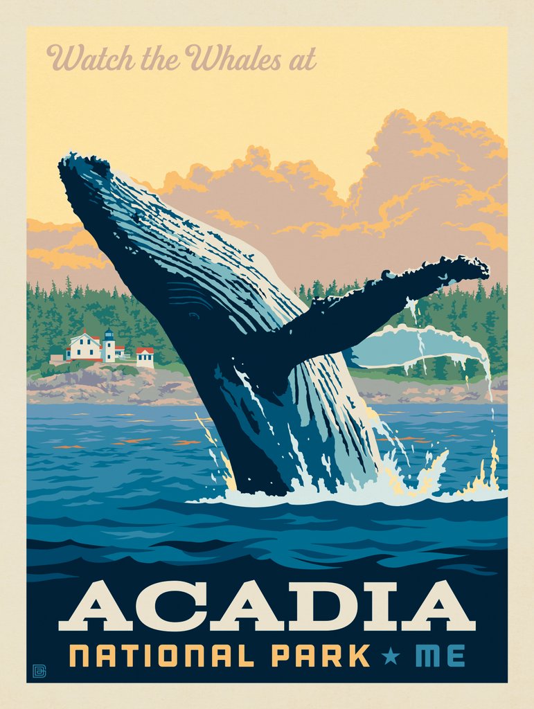 Acadia National Park: Whale Watching - Art Print - Artwork