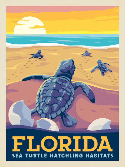 Florida: Sea Turtle Hatchling Habitats - Puzzle