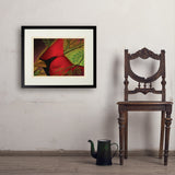 Pastel Painting: Redhead (Cardinal) - Art Print, 18x24 / Standard / Black