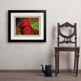 Pastel Painting: Redhead (Cardinal) - Art Print, 18x24 / Deluxe / Black