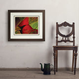 Pastel Painting: Redhead (Cardinal) - Art Print, 18x24 / Deluxe / Brown