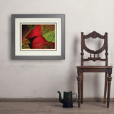 Pastel Painting: Redhead (Cardinal) - Art Print, 18x24 / Deluxe / Gray