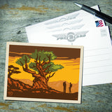 Bristlecone Pine - Postcards, Postcards