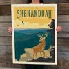 Bargain Bin Print: Shenandoah National Park-Deer (On SALE!)